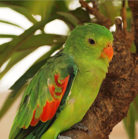 дятловые попугаи